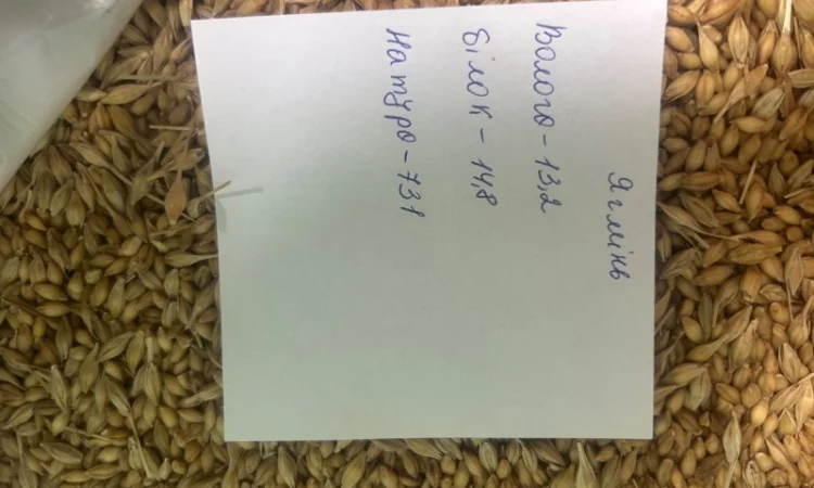 Продаж ячменю голозерного для крупи - фото № 1