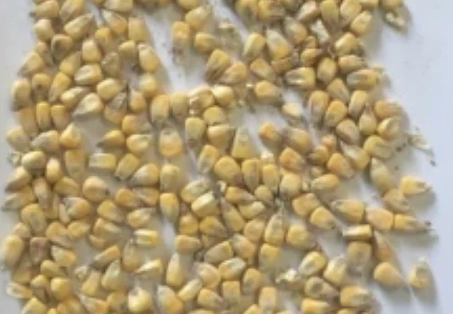 Продаю якісне продовольче зерно кукурудзи від виробника - фото № 1