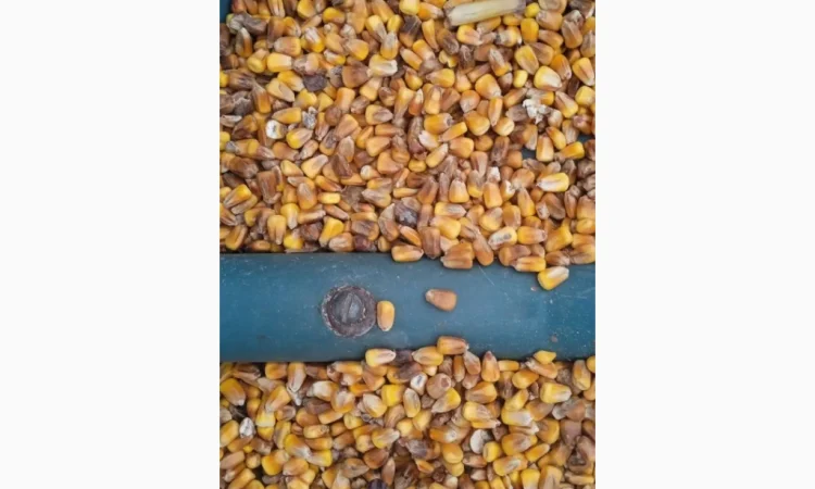 Кукуруза 25 тн на продажу - фото № 1