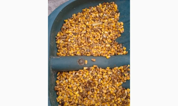 Кукуруза 25 тн на продажу - фото № 2