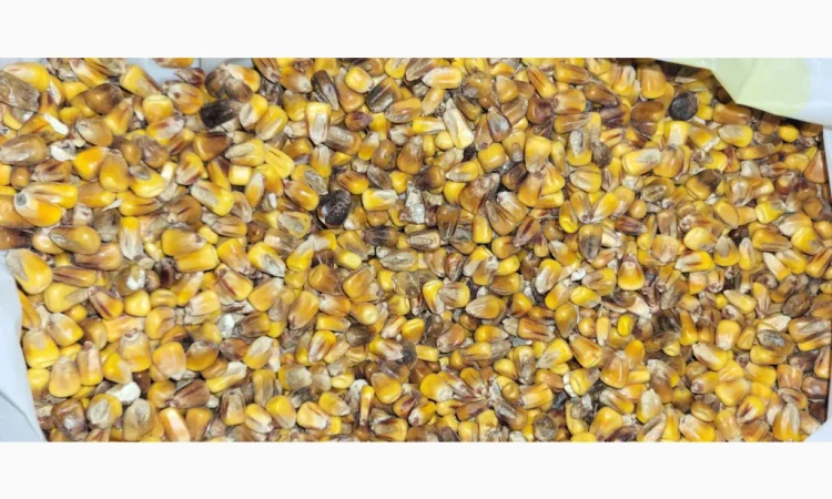 Кукуруза 25 тн на продажу - фото № 4