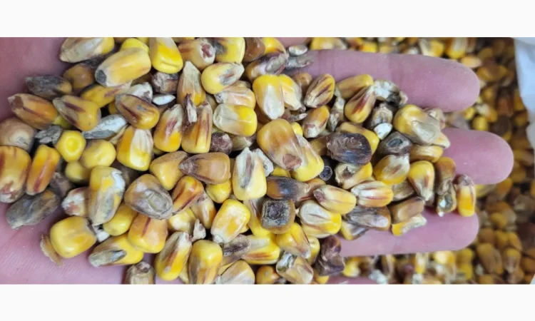 Кукуруза 25 тн на продажу - фото № 5