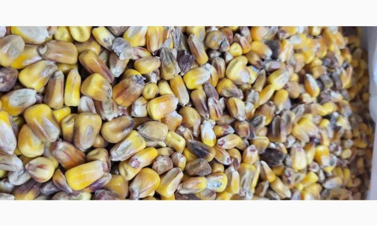 Кукуруза 25 тн на продажу - фото № 6