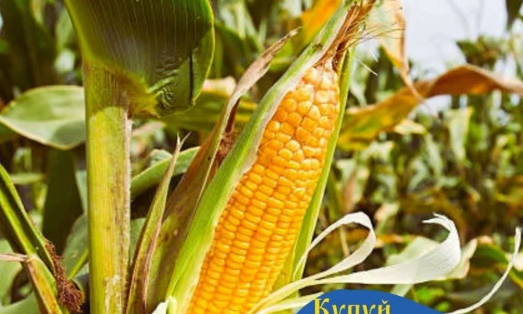 Насіння кукурудзи ДБ Хотин на продаж - фото № 1