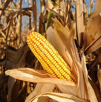 Продаж міжлінійного гібриду кукурудзи Тіадор - фото № 1