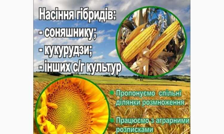 Насіння кукурудзи Гібриди Доля - фото № 1