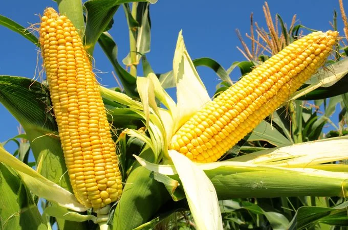 Продаж Гібриду кукурудзи АТЛАНТ ФАО 290 - фото № 1