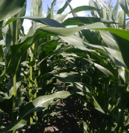 Продаж кукурузи ДН Легенда - фото № 1