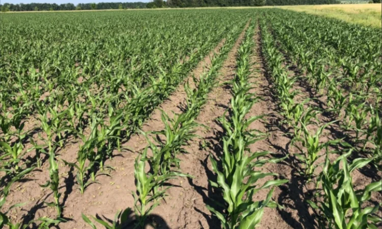 Продаж кукурузи ДН Легенда - фото № 2