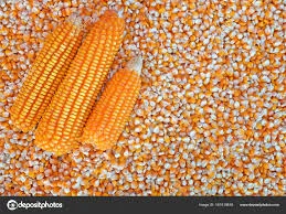 Кукуруза на экспорт от поставщика - фото № 1