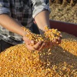 Продаж кукурузи з єлеватора Ф2 - фото № 1