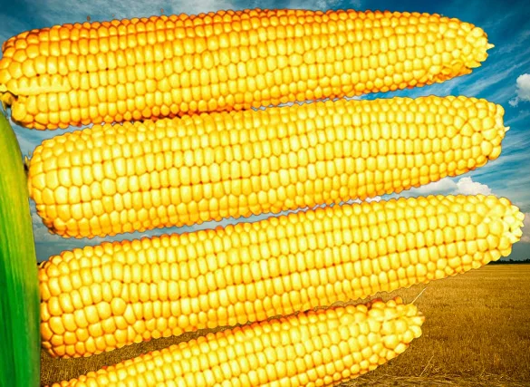 Суперсолодка кукурудза «Мегатон» - фото № 1