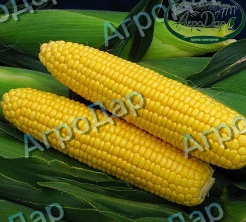 Суперсолодка кукурудза «Мегатон» - фото № 3
