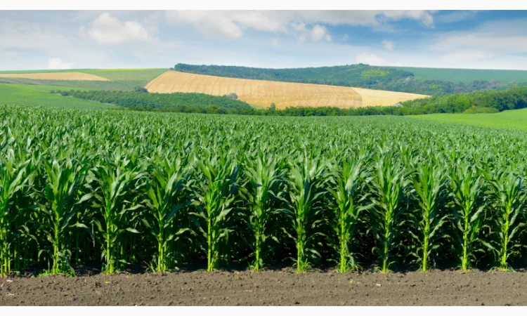 Суперсолодка кукурудза «Мегатон» - фото № 4