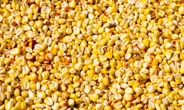 Закуповуємо кукурудзу та пшеницю - фото № 1