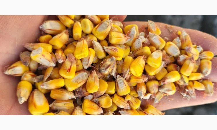 Покупка вологой кукурузы - фото № 1