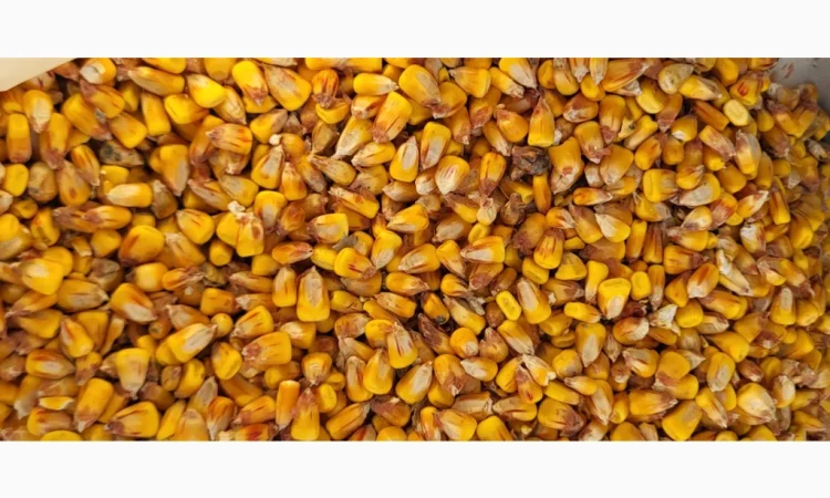 Покупка вологой кукурузы - фото № 2