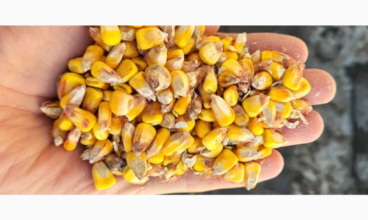 Покупка вологой кукурузы - фото № 3