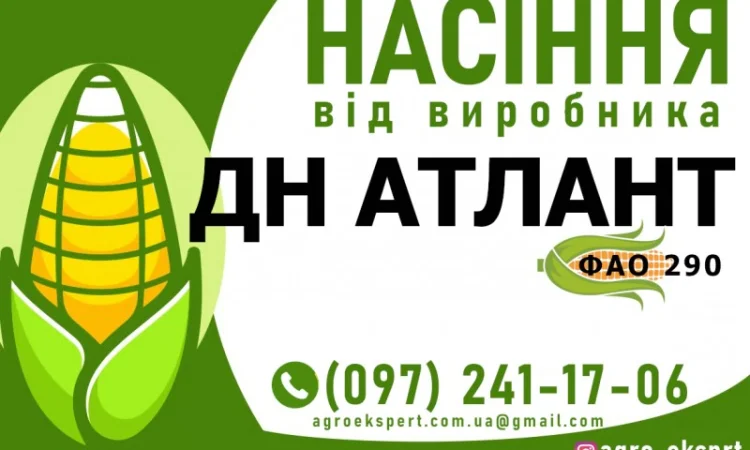 Гібрид кукурудзи ДН Атлант (ФАО 290) від виробника - фото № 1
