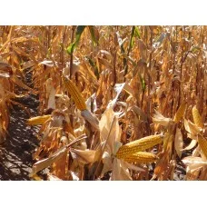 Кукурудза ДН Пивиха (ФАО 180) від виробника - фото № 1