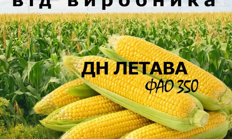 Насіння кукурудзи ДН Летава / від виробника / ФАО 350 - фото № 1