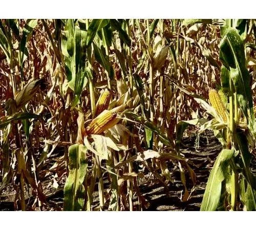 Насіння кукурудзи ДН Атлант (ФАО 290) від виробника - фото № 1