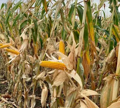 Насіння кукурудзи ДБ Варта (ФАО 280) від виробника - фото № 1