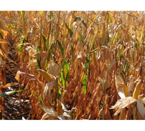 Семена кукурузы ДН Фієста (ФАО 260) от производителя - фото № 1