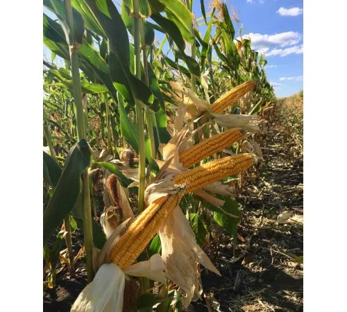 Продаю кукурузу ДН Хортиця (ФАО 240) від виробника - фото № 1