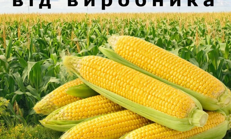 Куплю насіння кукурудзи від виробника - фото № 1