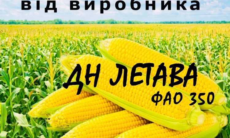 Насіння кукурудзи ДН Летава ФАО 350 від виробника - фото № 1