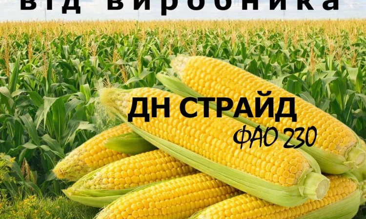 Насіння кукурудзи ДН Страйд ФАО 230 від виробника - фото № 1