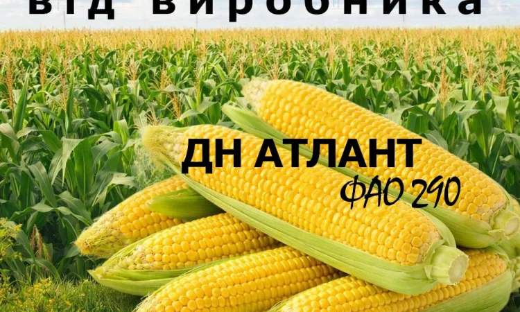 Насіння кукурудзи ДН Атлант ФАО 290 від виробника - фото № 1