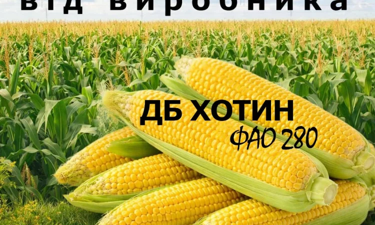 Продаж насіння кукурудзи ДБ Хотин ФАО 280 - фото № 1