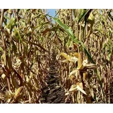 Насіння кукурудзи ДН Кияхи (ФАО 190) від виробника - фото № 1