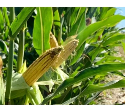 Насіння кукурудзи ДН Страйд (ФАО 230) від виробника - фото № 1