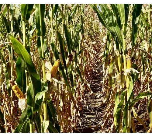 Насіння кукурудзи ДН Сармат (ФАО 380) від виробника - фото № 1