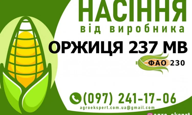 Продаж Гібрида кукурудзи Оржиця 237 МВ (ФАО 230) - фото № 1