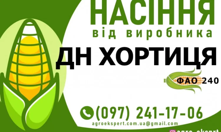 Гібрид кукурудзи ДН Хортиця (ФАО 240) від виробника - фото № 1