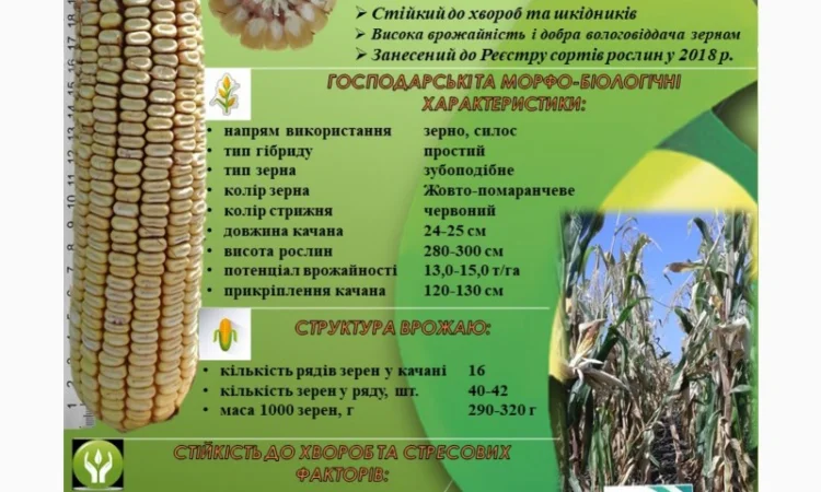 Продаж кукурузи ДН Сармат ФАО 380 - фото № 1