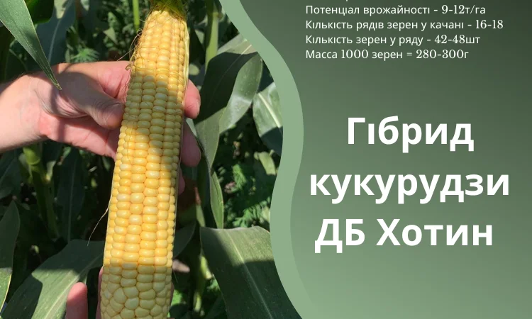 Продаю насіння кукурудзи ДБ Хотин ФАО 280 - фото № 1