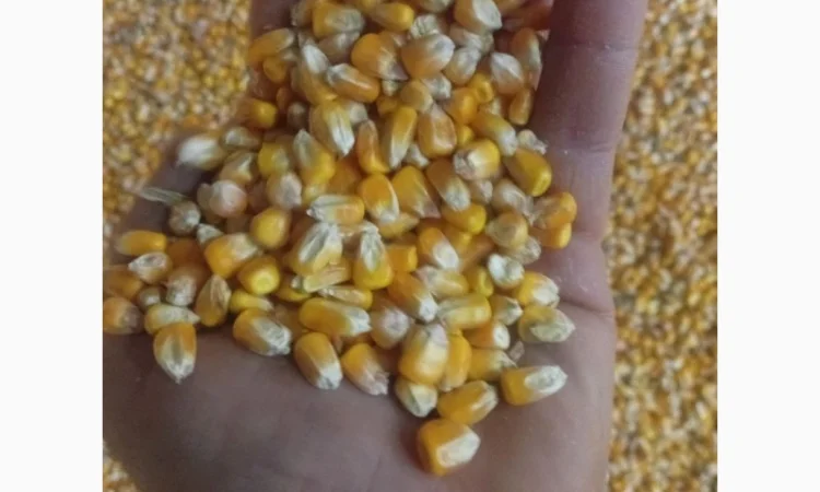 Кукурудза на продаж - фото № 1