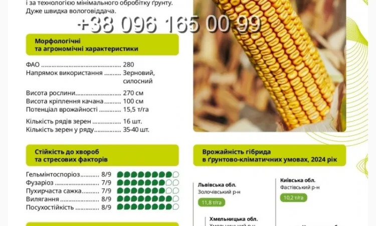 Насіння кукурудзи ВН 63 ФАО 280 для продажу - фото № 1