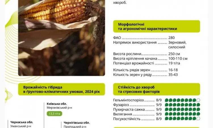 Насіння кукурудзи ГАЛАРДО ФАО 280 – висока урожайність - фото № 1