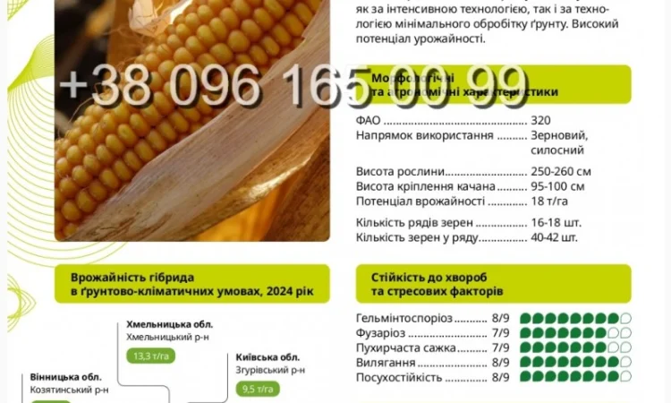 Продаж насіння кукурудзи ВН 6763 ФАО 320 - фото № 1