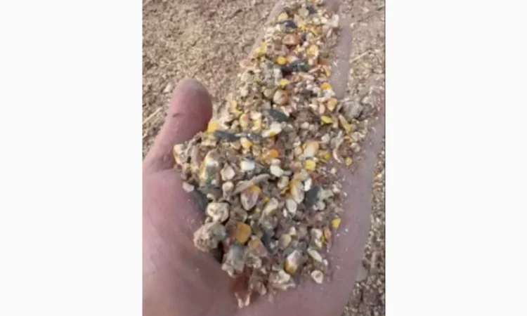 Продажа отходов кукурузы различных категорий - фото № 10