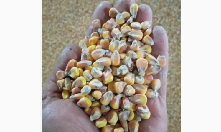 Продаж кукурудзи врожаю 2025 року - фото № 1