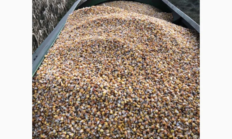 Продаж кукурудзи врожаю 2025 року - фото № 2