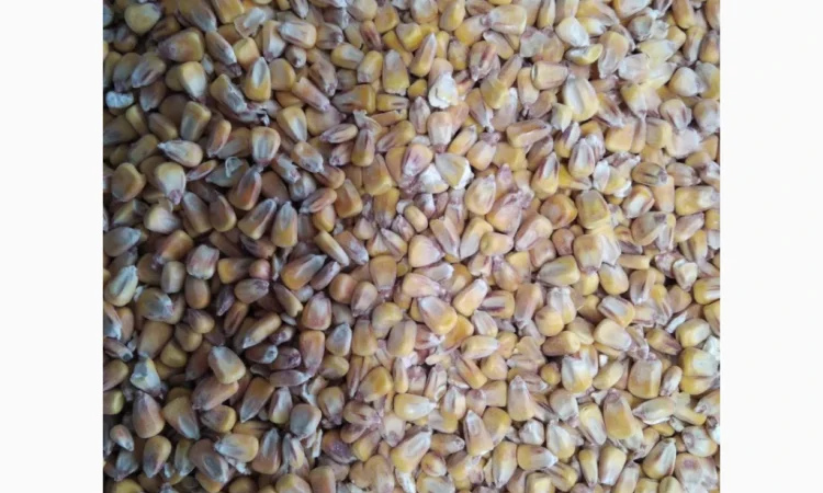 Кукурудза товарна суха 1300 тонн на продаж - фото № 1