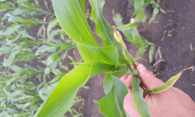 Кукурудза після сушки та очистки - фото № 1